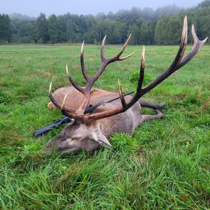 Red Stag Hunting Romania