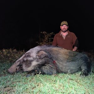 Bushpig Hunting Limpopo South Africa