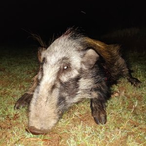 Bushpig Hunting Limpopo South Africa