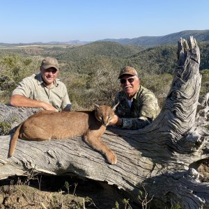 Caracal Hunt Eastern Cape South Africa