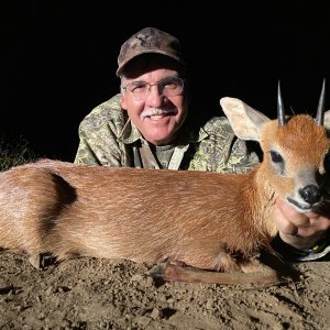 Cape Grysbok Hunt Eastern Cape South Africa