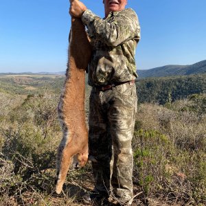 Caracal Hunt Eastern Cape South Africa