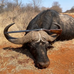 Buffalo Hunt South Africa