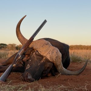 Buffalo Hunt South Africa