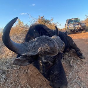 Buffalo Hunt South Africa