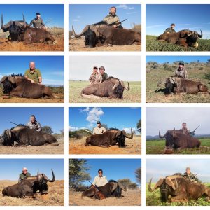 Black Wildebeest Hunting South Africa