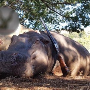 Hippo Hunting South Africa