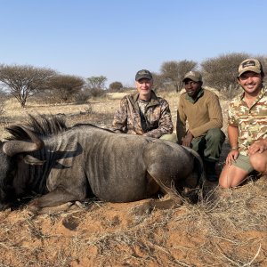 Blue Wildebeest Hunt Namibia