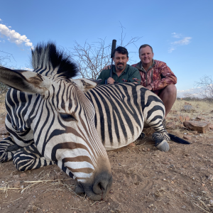 Hartman's Mountain Zebra Hunting Namibia