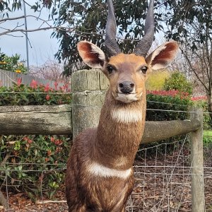 Bushbuck Shoulder mount Taxidermy