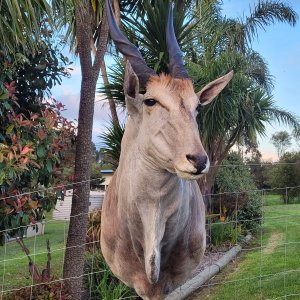 Eland Shoulder mount Taxidermy