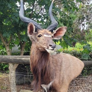 Nyala Shoulder mount Taxidermy