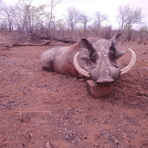 Warthog Hunting Matetsi 5 Zimbabwe