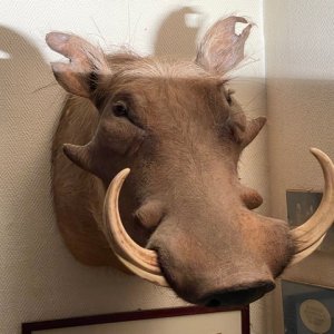 Warthog Shoulder Mount Taxidermy