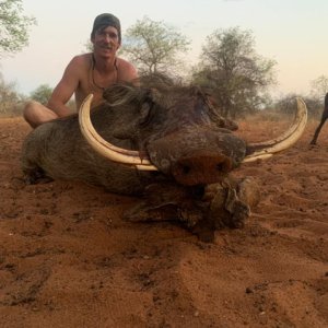 Warthog Hunt South Africa