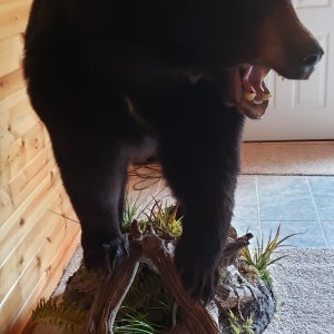 Bear Full Mount Taxidermy