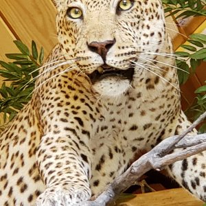 Leopard Full Mount Taxidermy