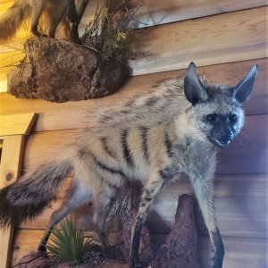 Aardwolf Full Mount Taxidermy