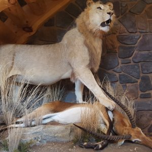 Lion Full Mount Taxidermy