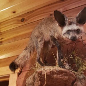 Bat-Ear Fox Full Mount Taxidermy