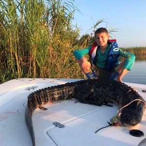 Alligator Hunting