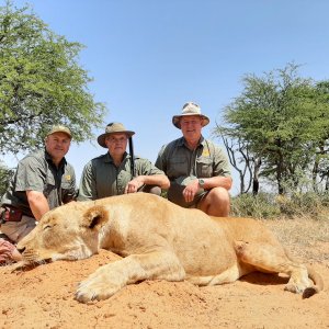 Lioness Hunt Kalahari South Africa