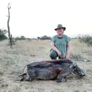 Warthog Hunt Kalahari South Africa