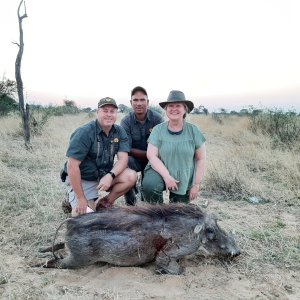 Warthog Hunt Kalahari South Africa