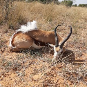 Springbok Warthog Hunt Kalahari South Africa