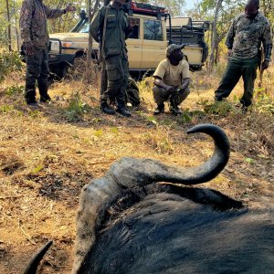 Buffalo Hunt Tanzania