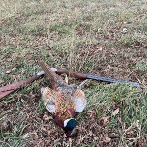 Pheasant Hunting