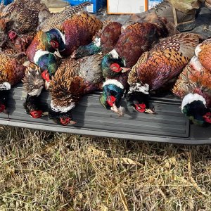 Pheasant Hunting