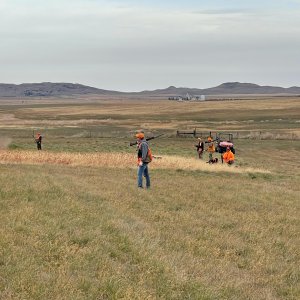 Pheasant Hunting