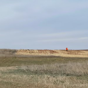 Pheasant hunting