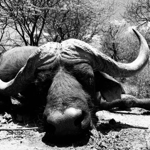 Buffalo Hunting South Africa