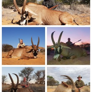 Roan Hunting South Africa