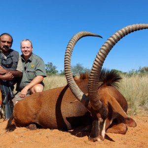 Sable at De Klerk Safaris