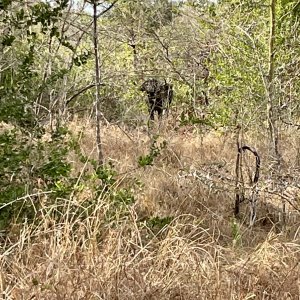 Buffalo Selous Game Reserve Tanzania