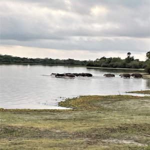 Hippo Selous Game Reserve Tanzania