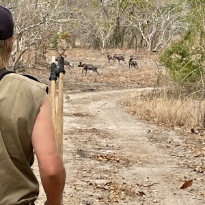 Wild dogs Selous Game Reserve Tanzania