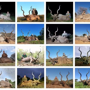 Kudu Hunt South Africa