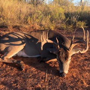 Whitetail Hunting