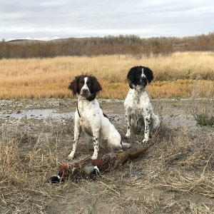 Pheasant Hunting