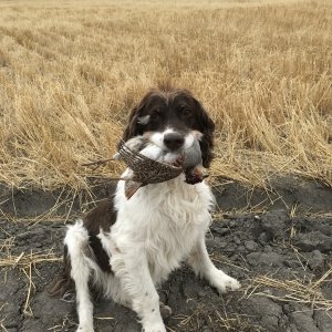 Partridge Hunting