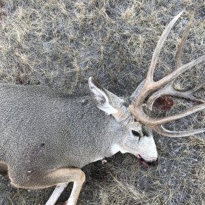 Mule Deer Hunt