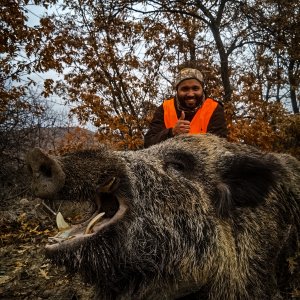 Wild Boar Down Turkey