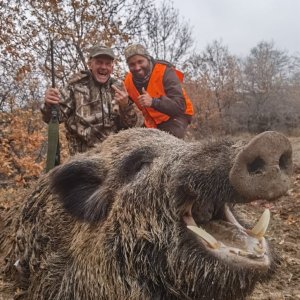 Wild Boar Down Turkey