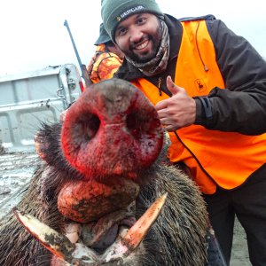 Wild Boar Down Turkey