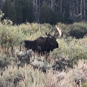 Moose Wildlife