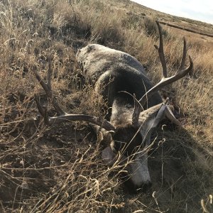 Mule deer Hunting